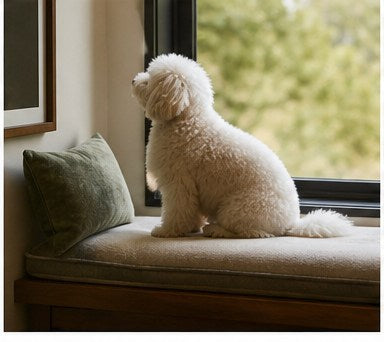 Pet near window