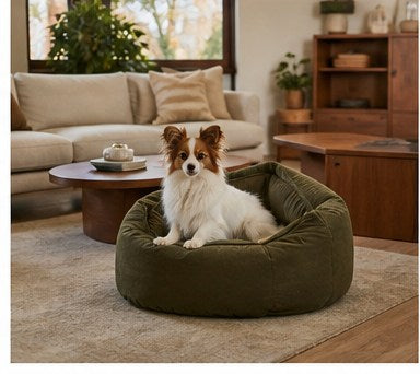 Dog bed in living room